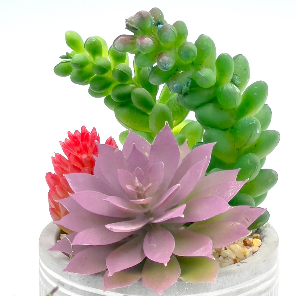 Suculenta mix base cemento 18,5cm