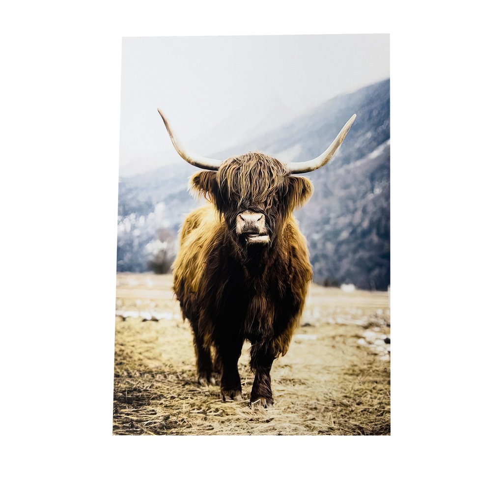 Canvas 70x100cm buey