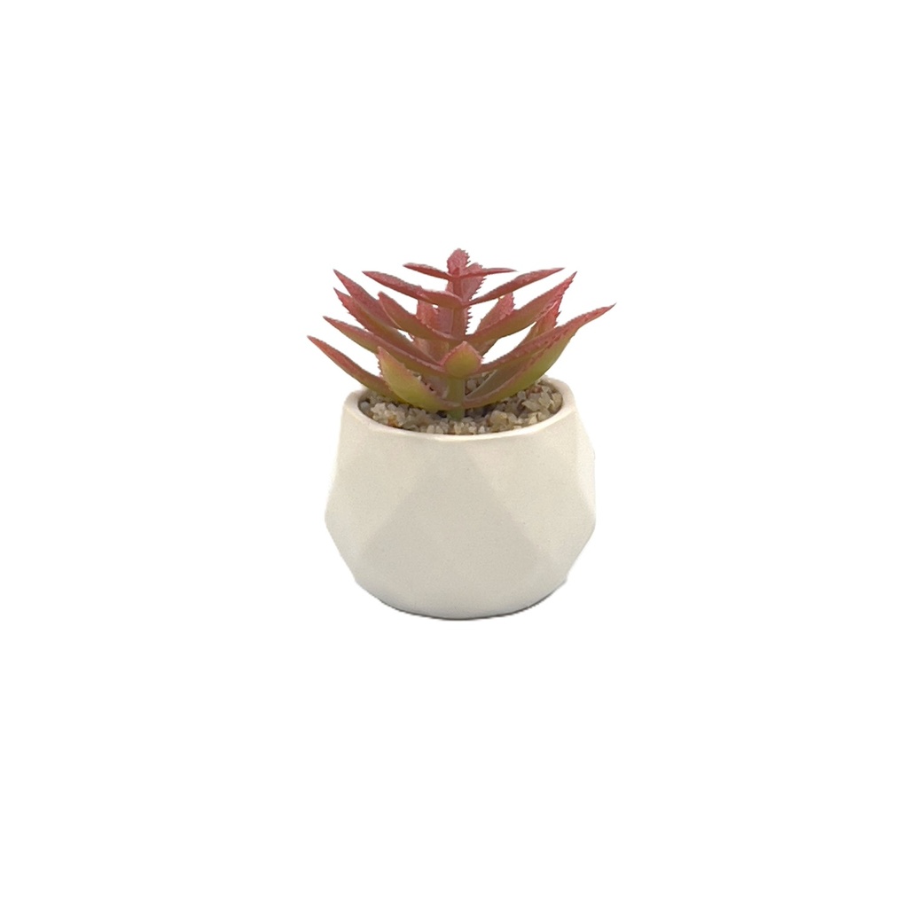 Suculenta rosada base prisma 8,5cm