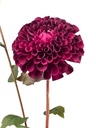 Dalia artificial morada