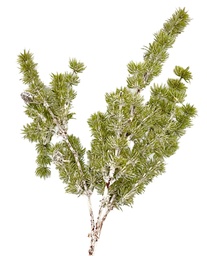 [230035549] Rama Pino artificial