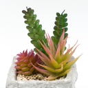 Suculenta mix base piedra 13,2cm