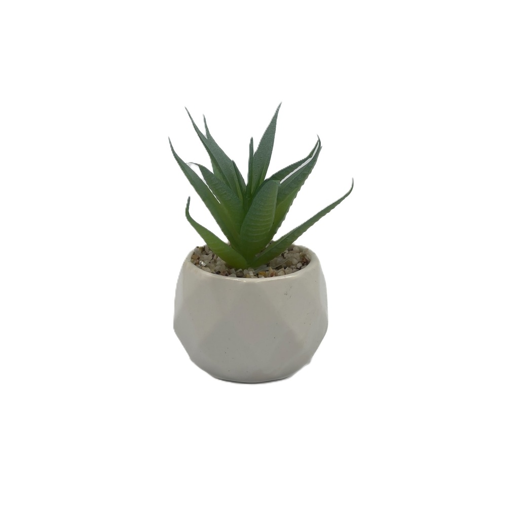 Suculenta verde base prisma 10,5cm