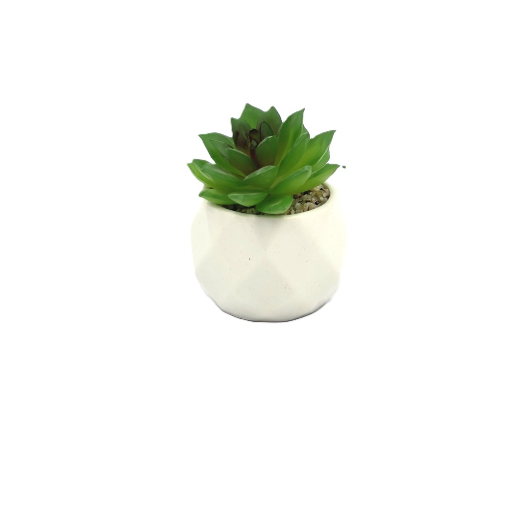 Suculenta verde base prisma 8,5cm