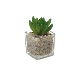[230033251] Suculenta oscura base vidrio 9cm