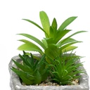 Suculenta mix base piedra 13,2cm
