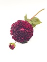 Dalia artificial morada