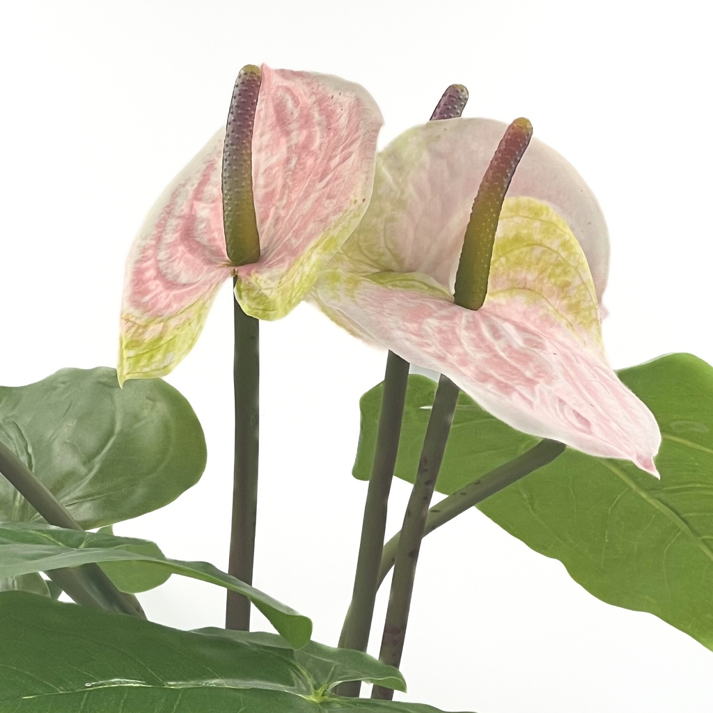 Planta artificial Anturio 45cm