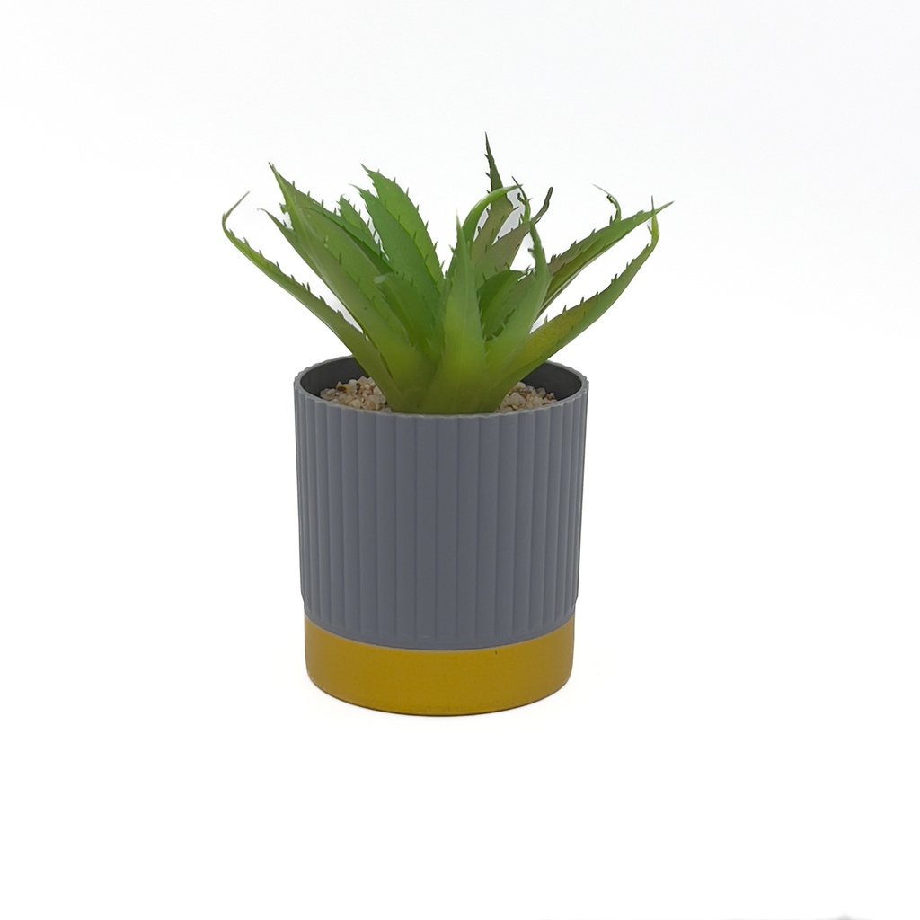 Suculenta base gold ribbon 16cm