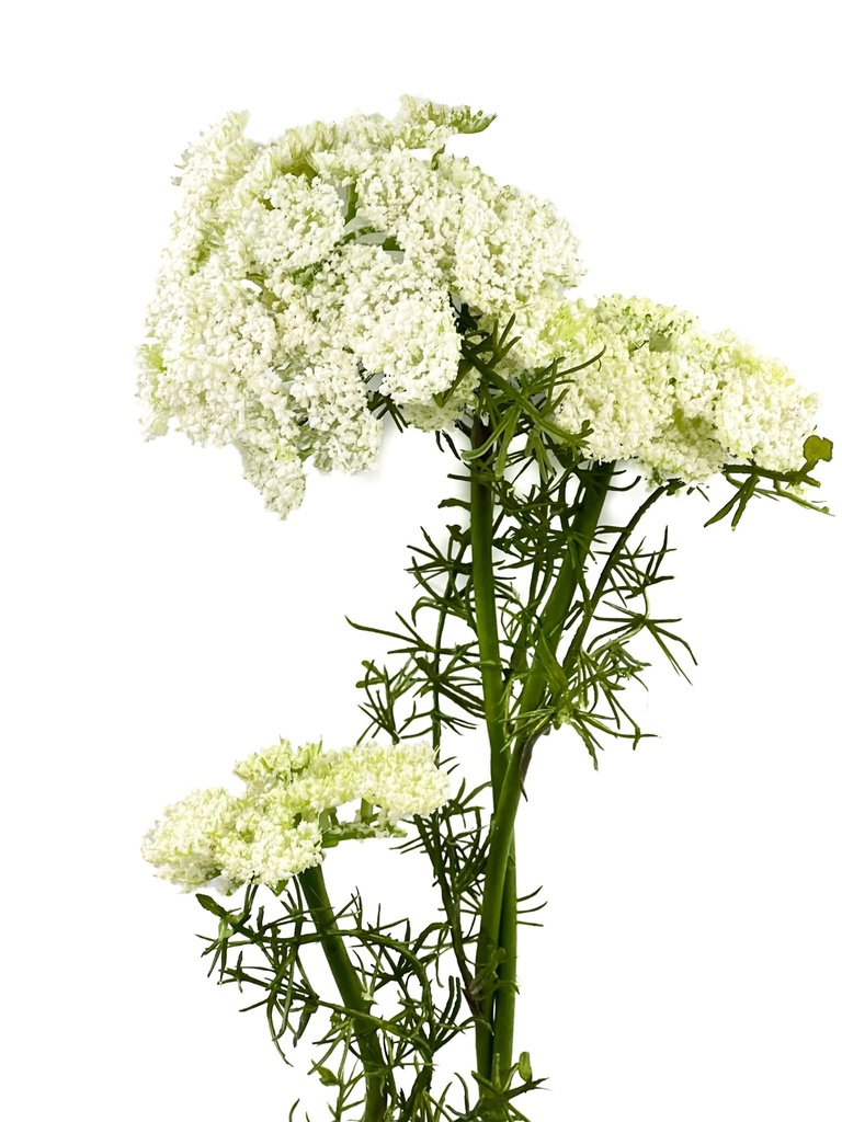 Flor del obispo artificial blanco