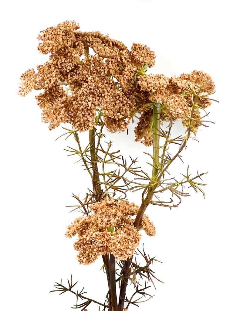 Flor del obispo artificial café