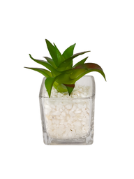 [230033249] Suculenta base vidrio 12cm